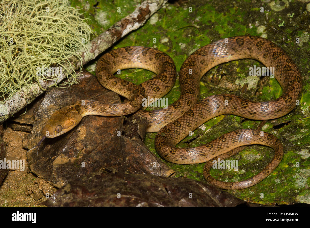 Eine cat-eyed snake (Leptodeira septentrionalis) aus dem südlichen Ecuador. Stockfoto