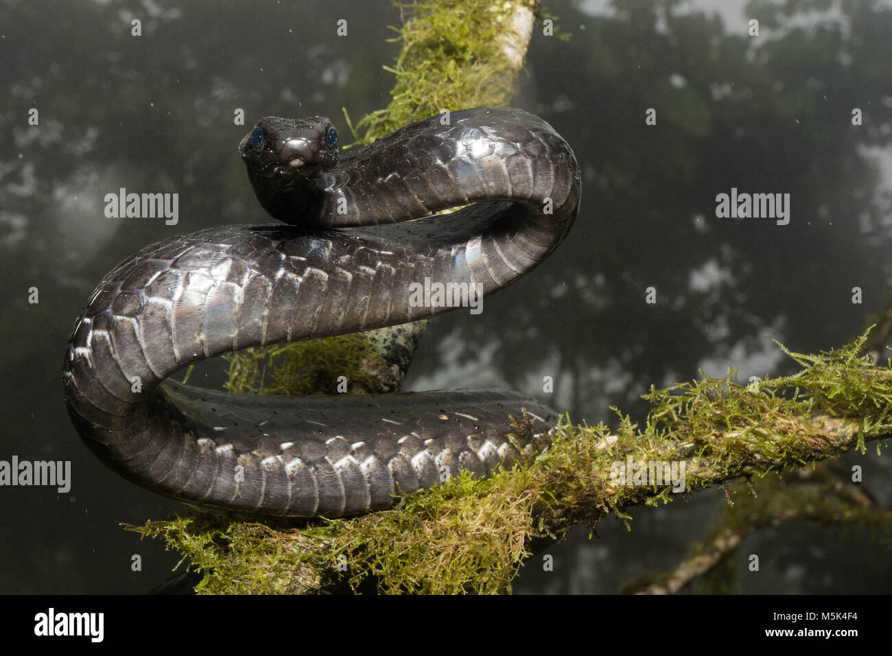 Eine große Sipo (Chironius grandisquamis) eine Art von Schlange aus Südamerika, ist aufmerksam und defensiv. Stockfoto