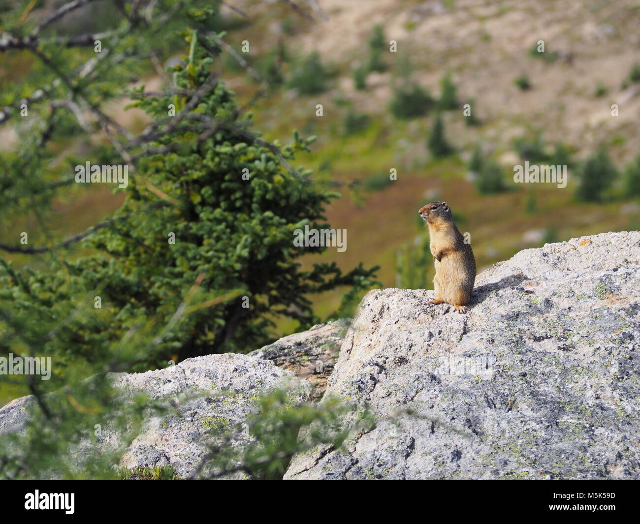Kolumbianische Erdhörnchen im Sunshine Lake, Banff Stockfoto