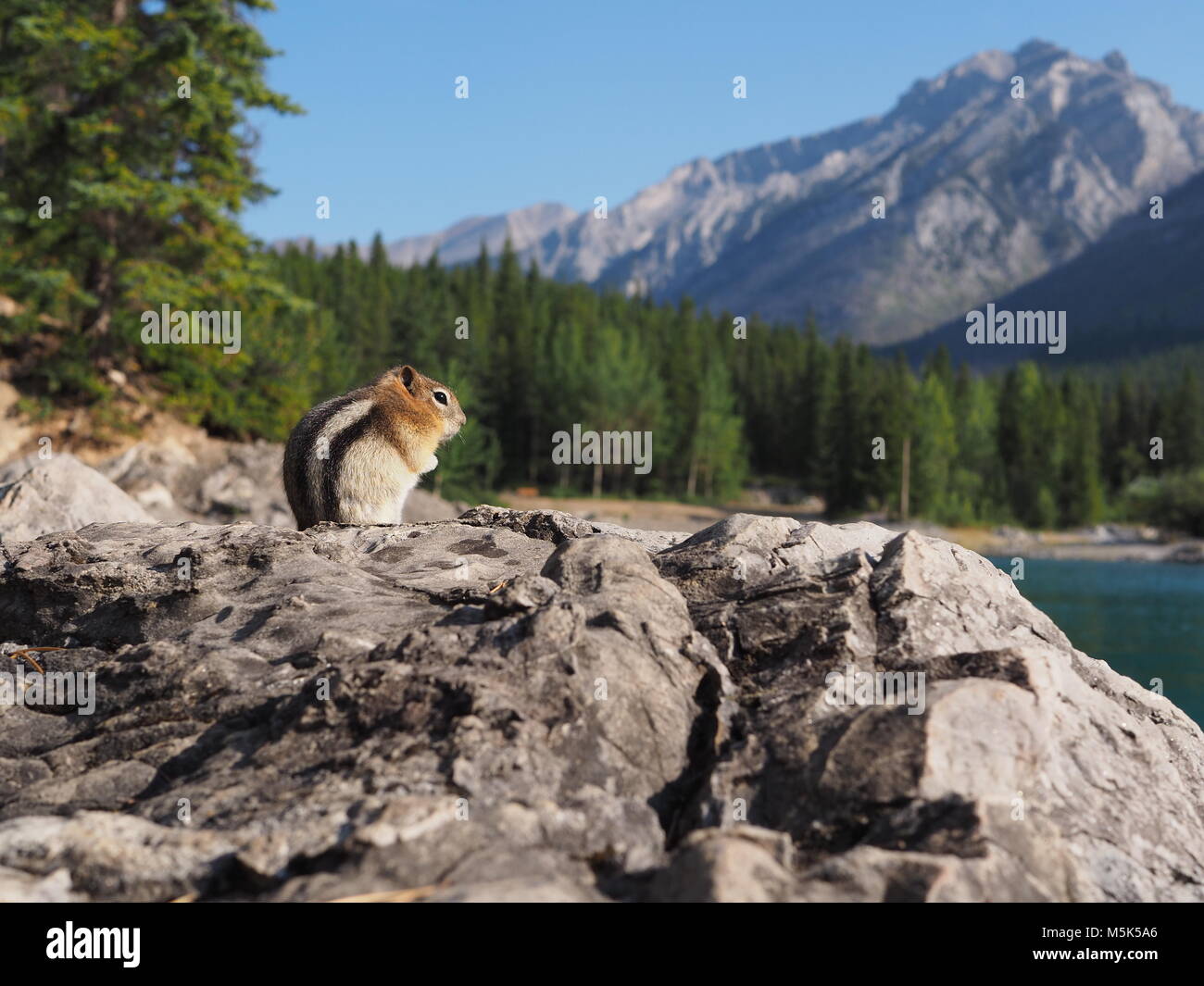 Golden-mantel Erdhörnchen in den kanadischen Rockies Stockfoto