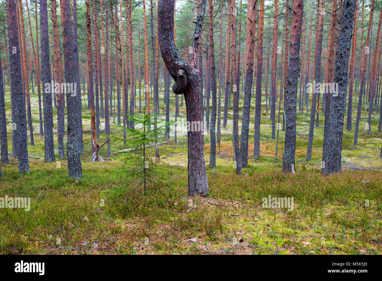 Lahemaa Nationalpark in Estland. Stockfoto
