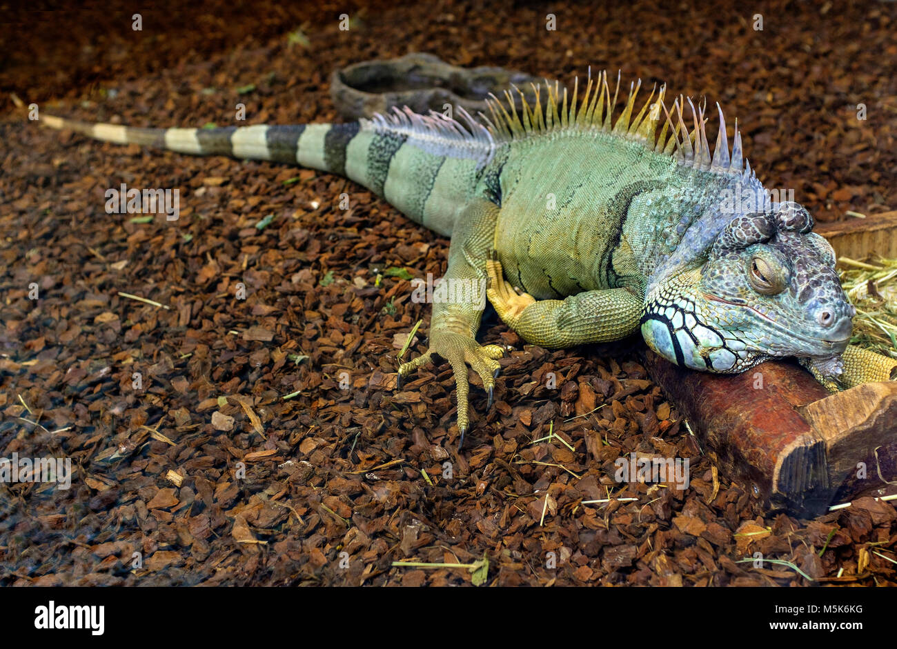Single Grüner Leguan auch als amerikanische Iguana in zoologischen Garten  terrarium bekannt Stockfotografie - Alamy