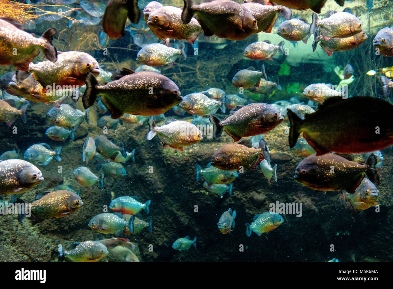 Tropische Aquarium mit Mosaik von vielen Arten von bunten Fischen aus dem Amazonasgebiet - meist Piranhas - in einer zoologischen Einrichtung Stockfoto