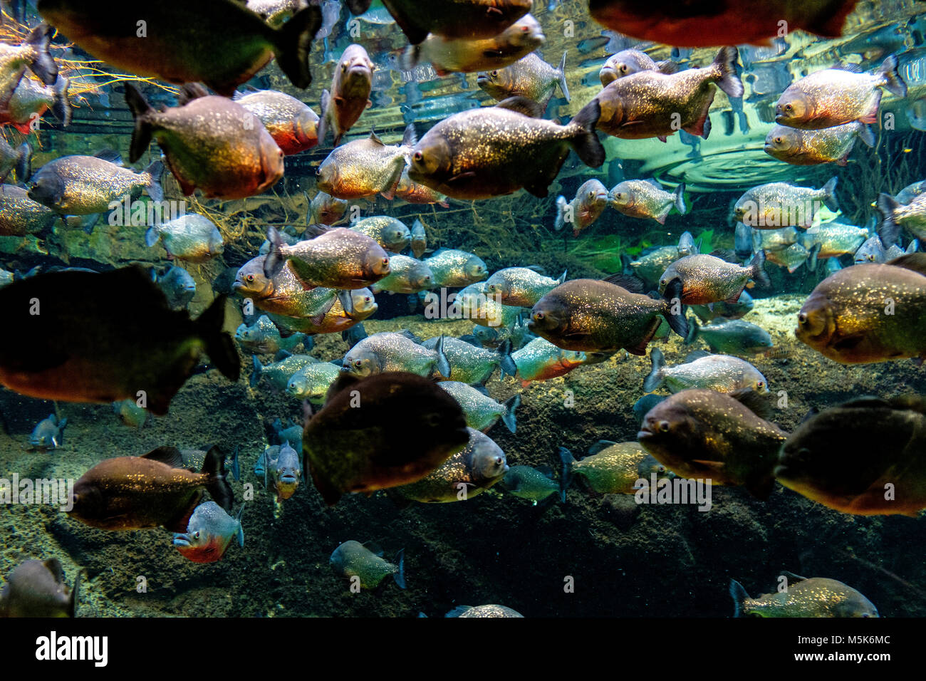 Tropische Aquarium mit Mosaik von vielen Arten von bunten Fischen aus dem Amazonasgebiet - meist Piranhas - in einer zoologischen Einrichtung Stockfoto