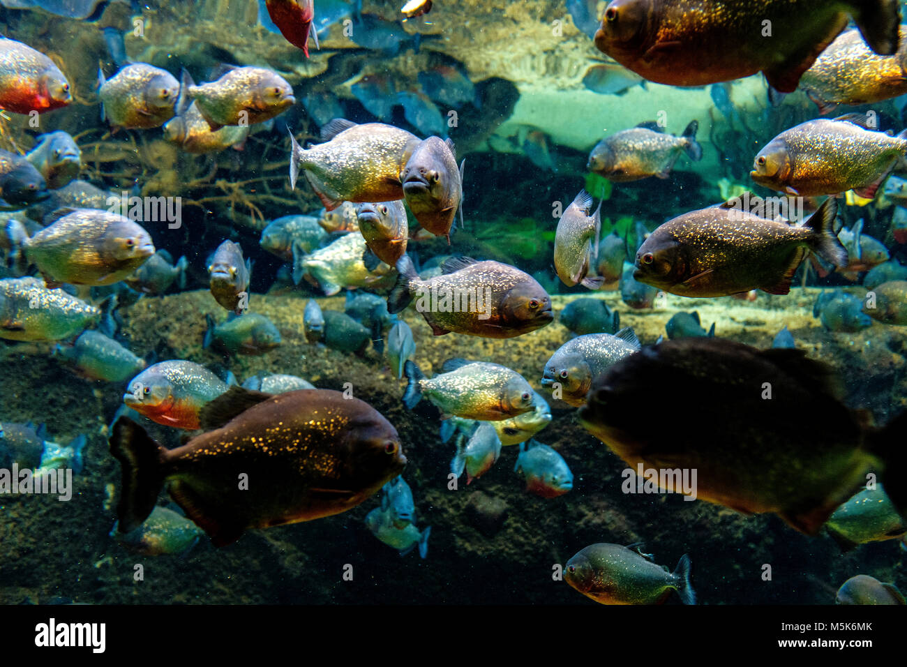 Tropische Aquarium mit Mosaik von vielen Arten von bunten Fischen aus dem Amazonasgebiet - meist Piranhas - in einer zoologischen Einrichtung Stockfoto