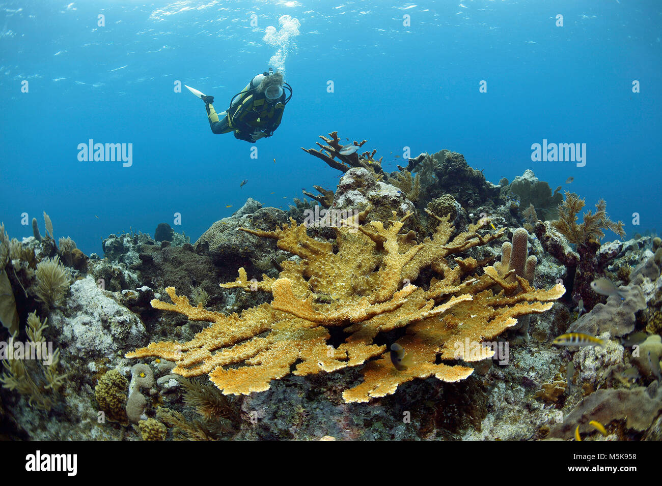 Scuba Diver hinter einem Elkhorn Coral (Acropora palmata), Insel Utila, Bay Islands, Honduras, Karibik Stockfoto