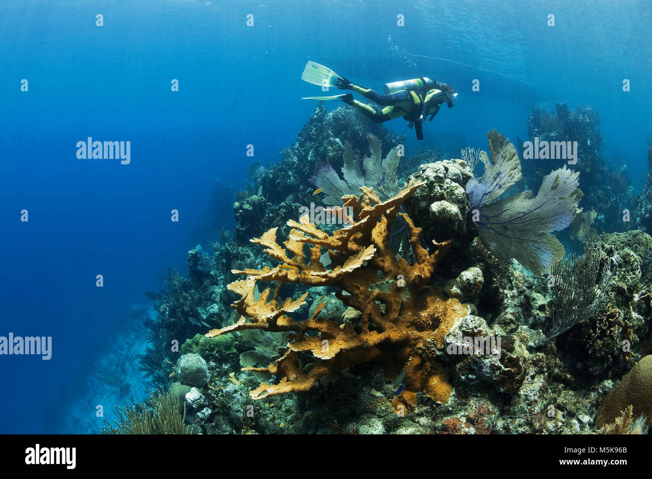 Scuba Diver hinter einem Elkhorn Coral (Acropora palmata), Insel Utila, Bay Islands, Honduras, Karibik Stockfoto