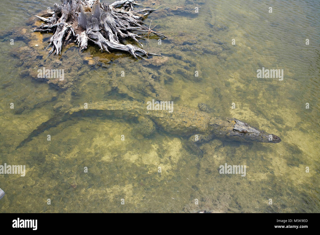 Crocodil Zone, Salzwasser Krokodil (Crocodylus porosus) im Punta Sur Park, Punta Sur, southside Cozumel, Mexiko, der Karibik Stockfoto