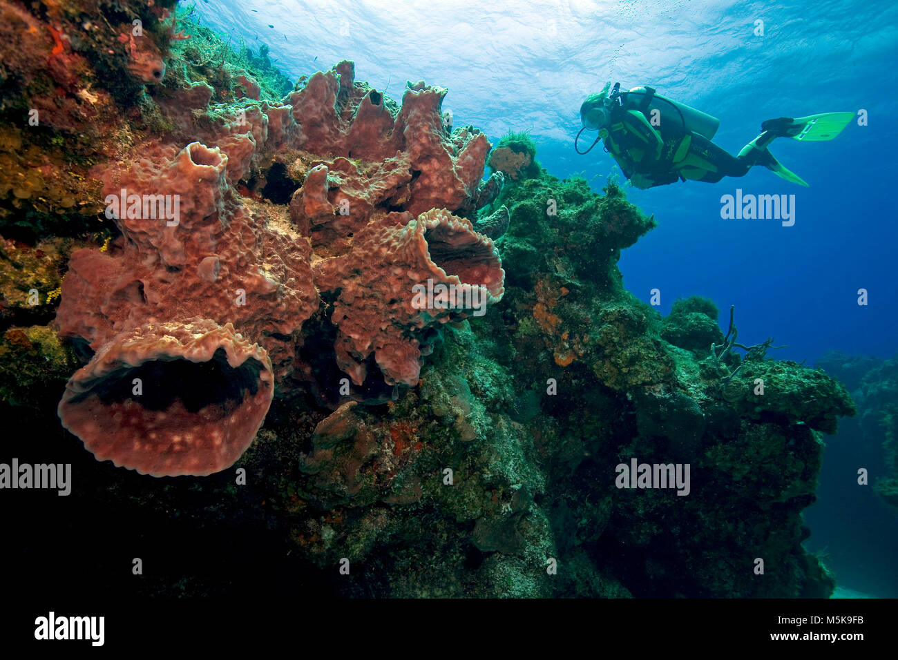 Taucher an einem karibischen Korallenriffs mit riesigen Faß Schwamm (Xestospongia muta), Insel Cozumel, Mexiko, Karibik Stockfoto
