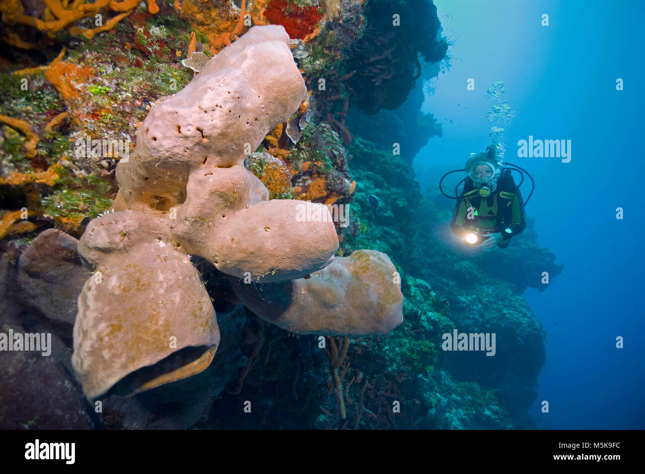 Taucher an einem karibischen Korallenriffs mit bunten Schwämmen, Insel Cozumel, Mexiko, Karibik Stockfoto