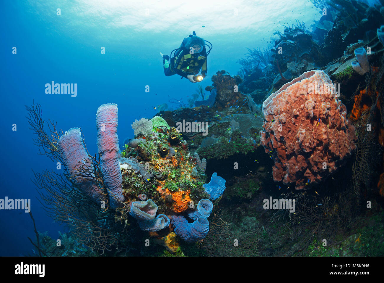 Scuba Diver in ein karibisches Korallenriff mit bunten Schwämmen, Palmetto Bay, Roatan, Bay Islands, Honduras, Karibik Stockfoto