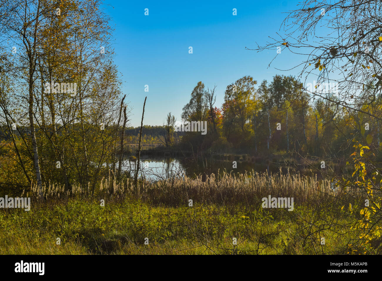 Blick durch Reed über einem See in einem Naturschutzgebiet, wolkenlosen blauen Himmel, Bäume Spiegelung im Wasser, Schwenninger Moos, Deutschland Stockfoto