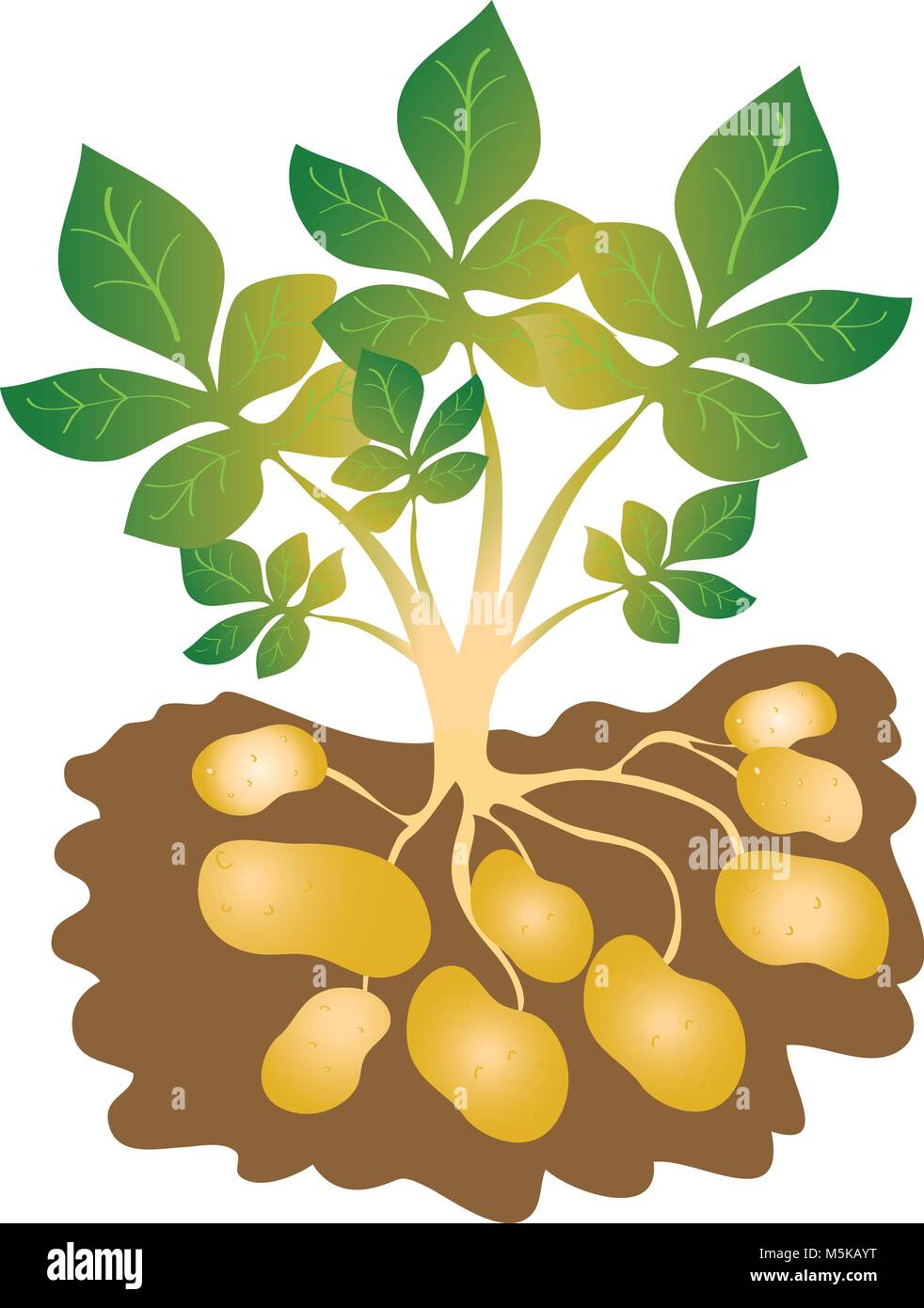 Eine Karikatur, die kartoffelpflanze wth Blätter und Knollen Anfang zu schwellen Stock Vektor