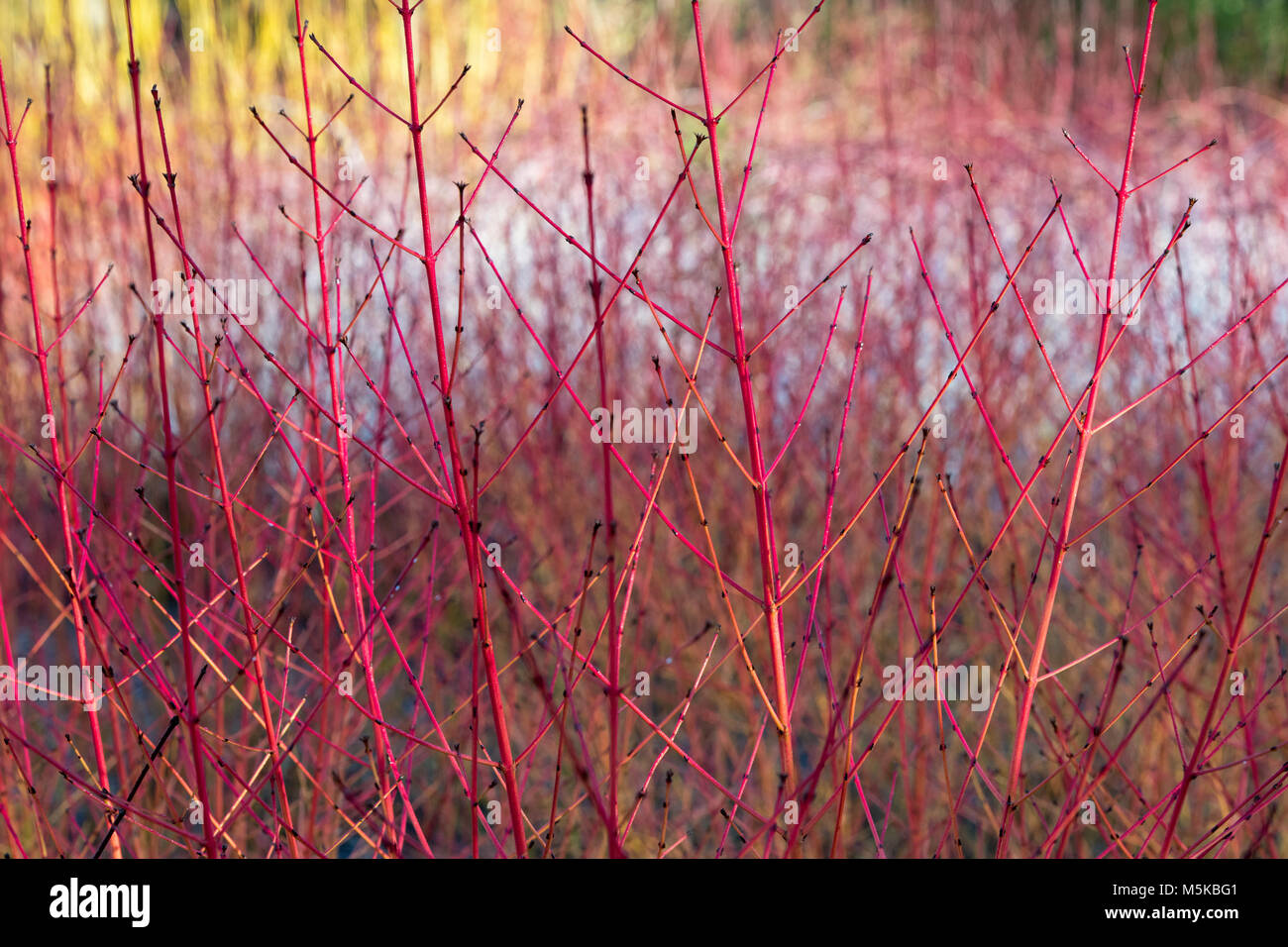 Cornus Sanguinea 'Midwinter Fire'. Hartriegel 'Midwinter Fire' farbigen Stiele im Winter. England Stockfoto
