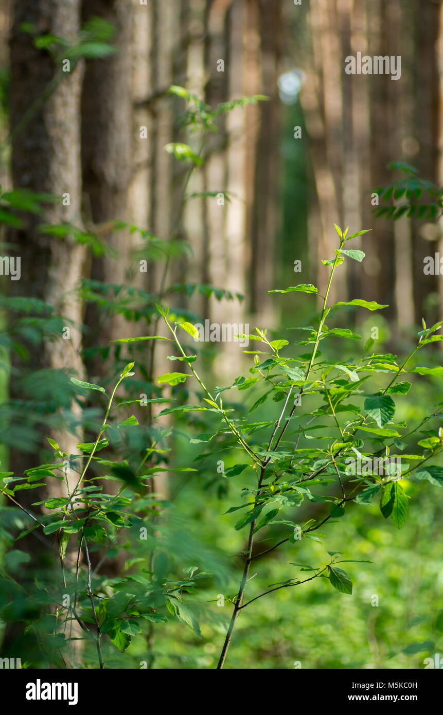 Ein junger Baum im Frühling Wald Stockfoto