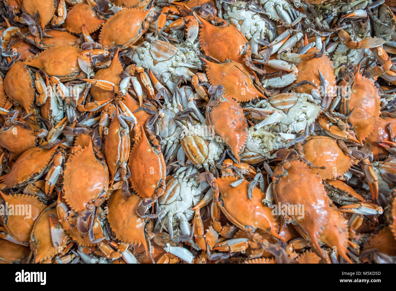 Ein scheffel Frisch gedämpft Chesapeake blauen Krabben, Cambridge, Maryland. Stockfoto