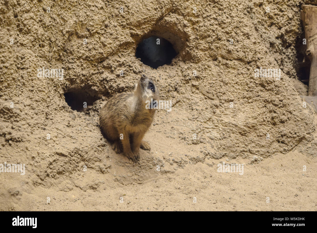 Süße Erdmännchen aus seiner Höhle Stockfoto