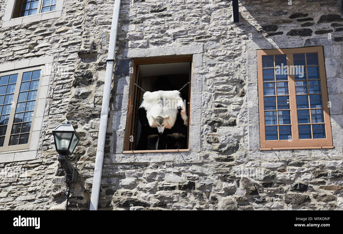 Fell mit Kopf hängt oben im Fenster, Quebec City, Provinz Quebec, Kanada Stockfoto