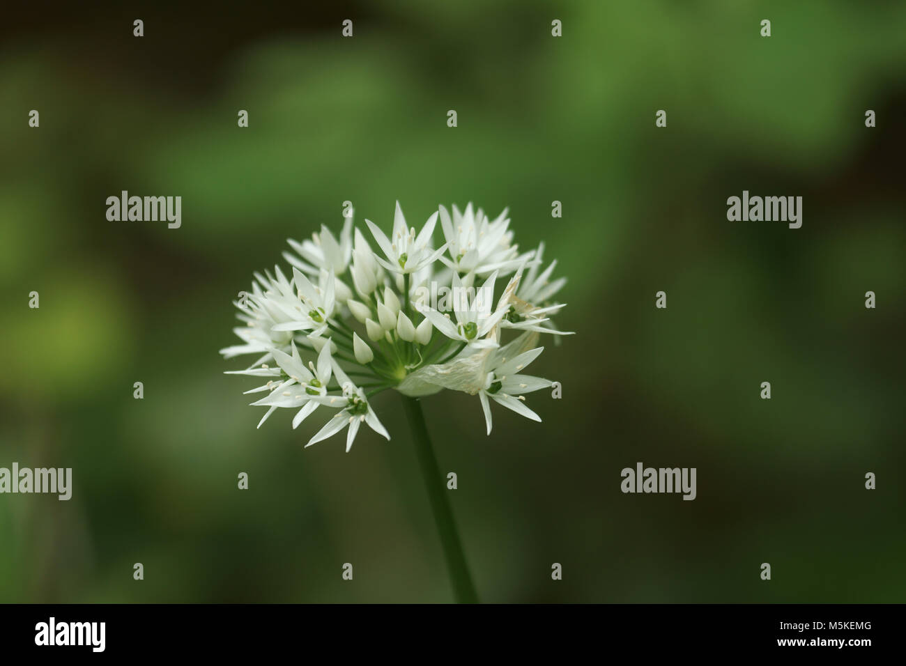 Allium ursinum, Bärlauch (Wilder Knoblauch) Stockfoto