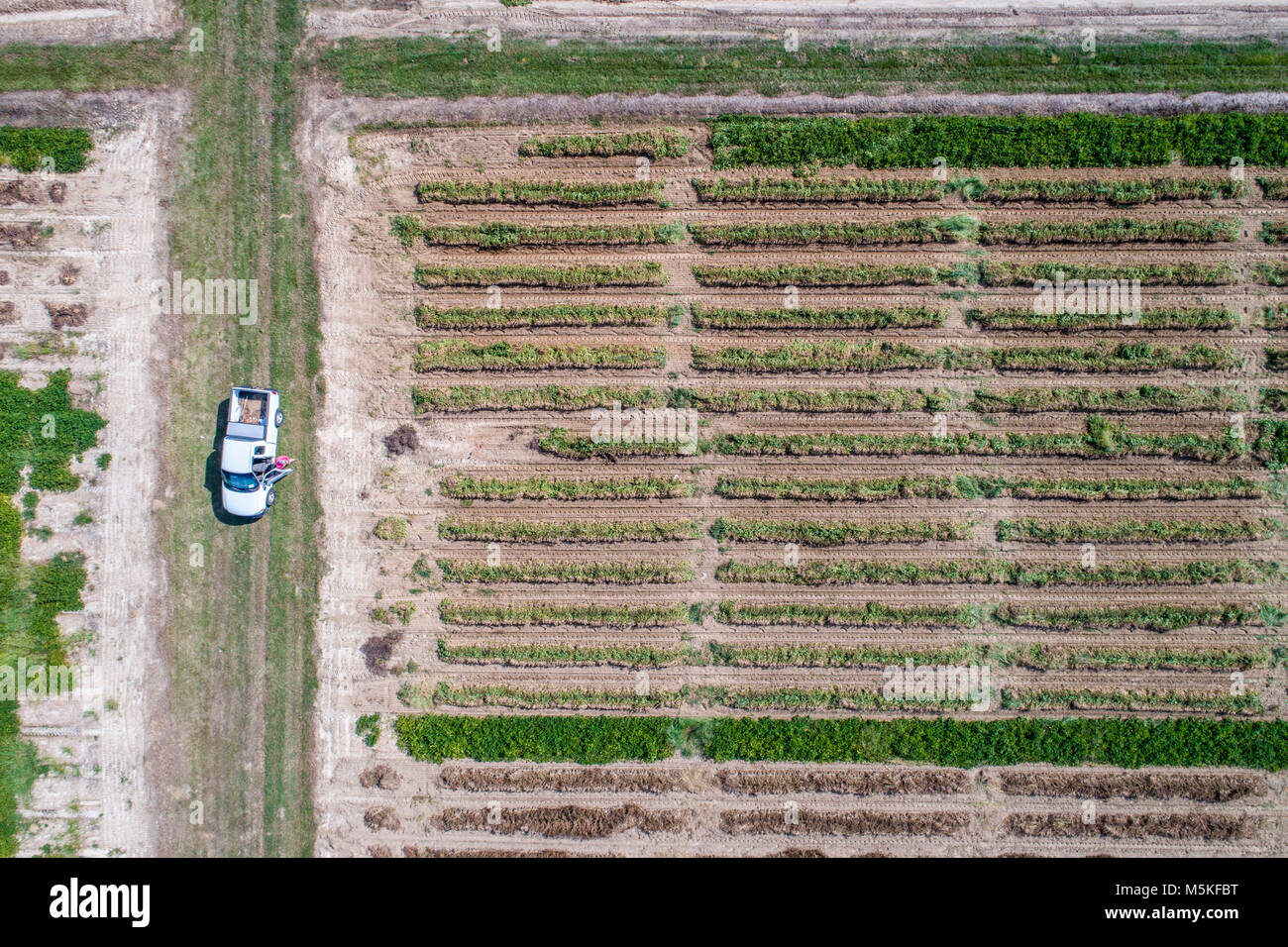 Direkt hinunter auf der Suche nach ordentlichen Reihen von Erdnuss Kulturpflanzen und eine einzelne weiße Lkw im Leerlauf im Feld, Tifton, Georgia. Stockfoto