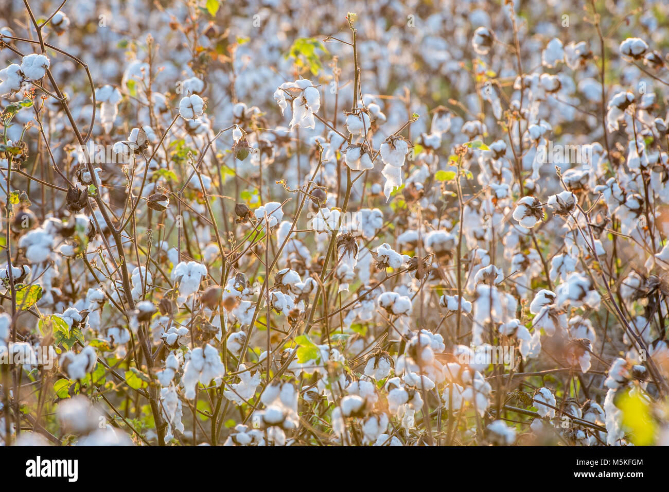 Warmes Sonnenlicht strahlt nach unten über freigebige Cotton Field, Tifton, Georgia Stockfoto