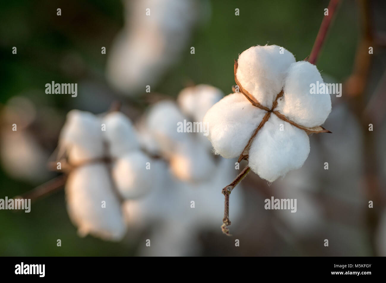 In der Nähe Blick auf flauschige Baumwolle boll bereit geerntet werden, Tifton, Georgia. Stockfoto