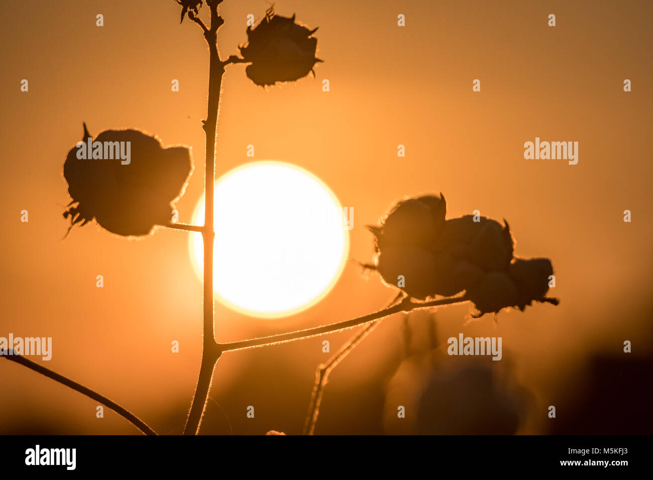 Die leistungsstarke Licht der untergehenden Sonne Silhouetten soft Samenkapseln, Tifton, Georgia. Stockfoto