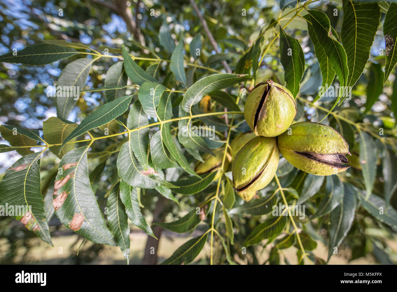 Gruppe von pekannüsse immer noch auf dem Baum bereit geerntet werden, Tifton, Georgia. Stockfoto