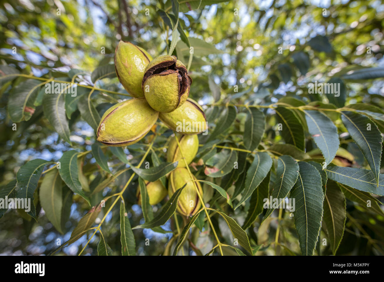 Gruppe von pekannüsse immer noch auf dem Baum bereit geerntet werden, Tifton, Georgia. Stockfoto