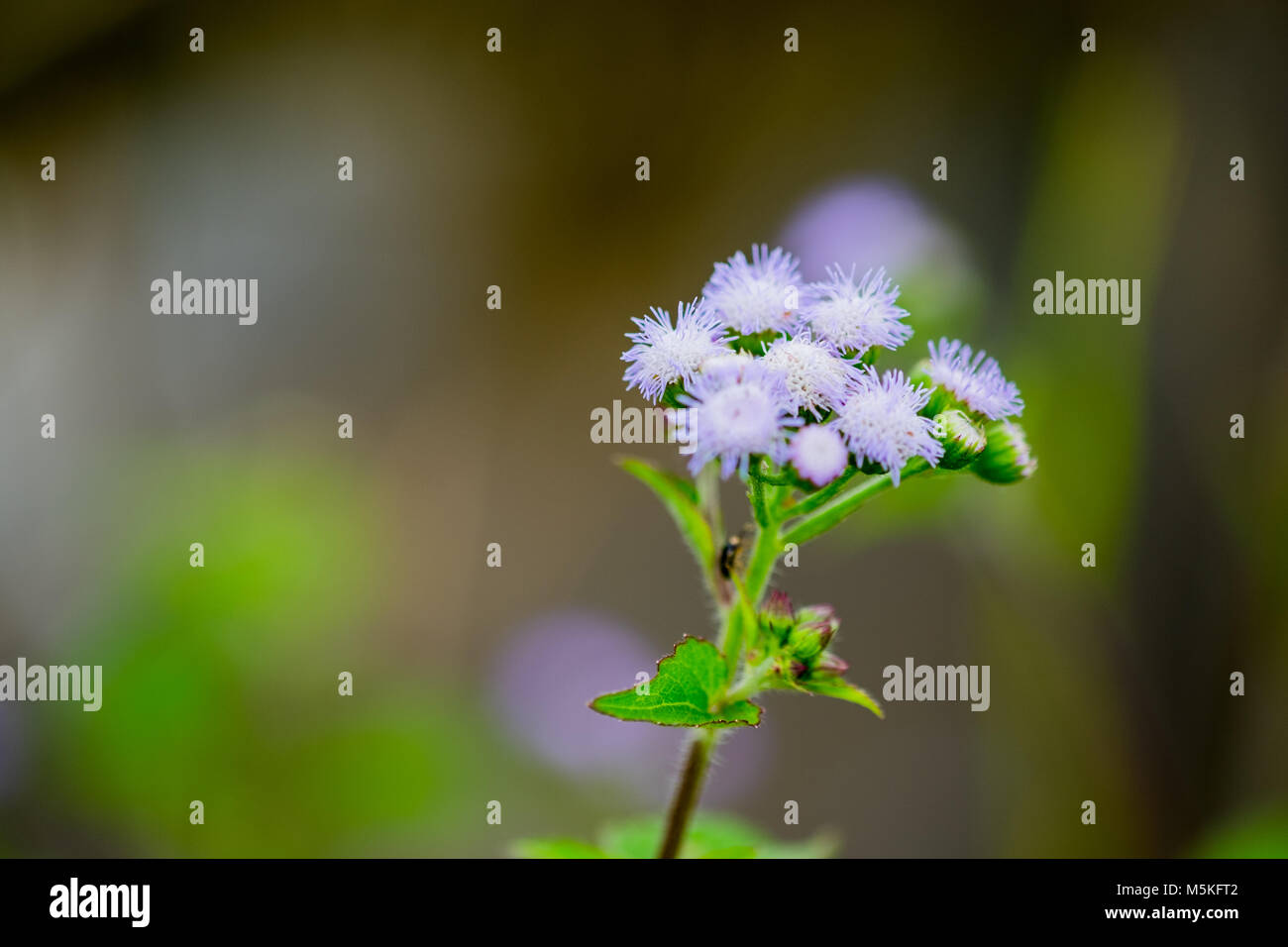 Billy Goat Weed oder aeschynanthus conyzoides in der Farbe Weiß mit grünem Hintergrund, selektive konzentrieren. Stockfoto