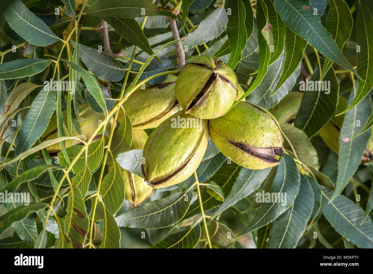 Gruppe von pekannüsse immer noch auf dem Baum bereit geerntet werden, Tifton, Georgia. Stockfoto