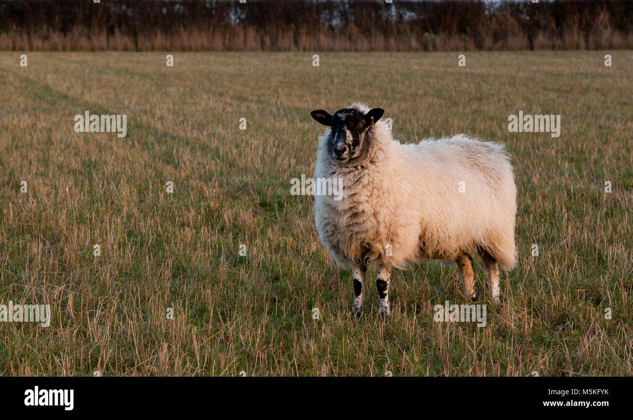 Ein Kreuz gezüchtete Maultier Schaf stehend in einem Gras Feld Stockfoto