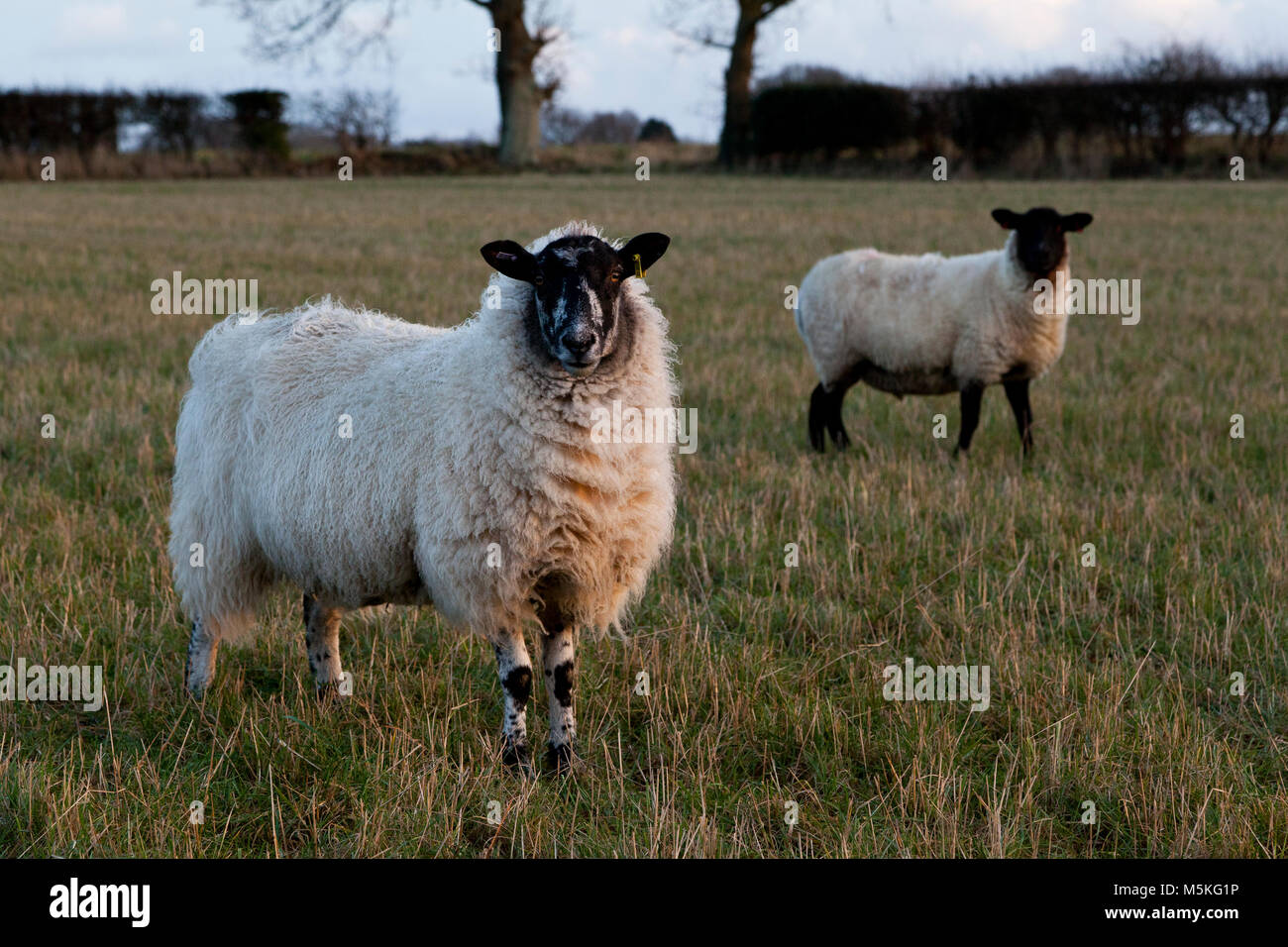Zwei Schafe stehen in einem Feld Stockfoto