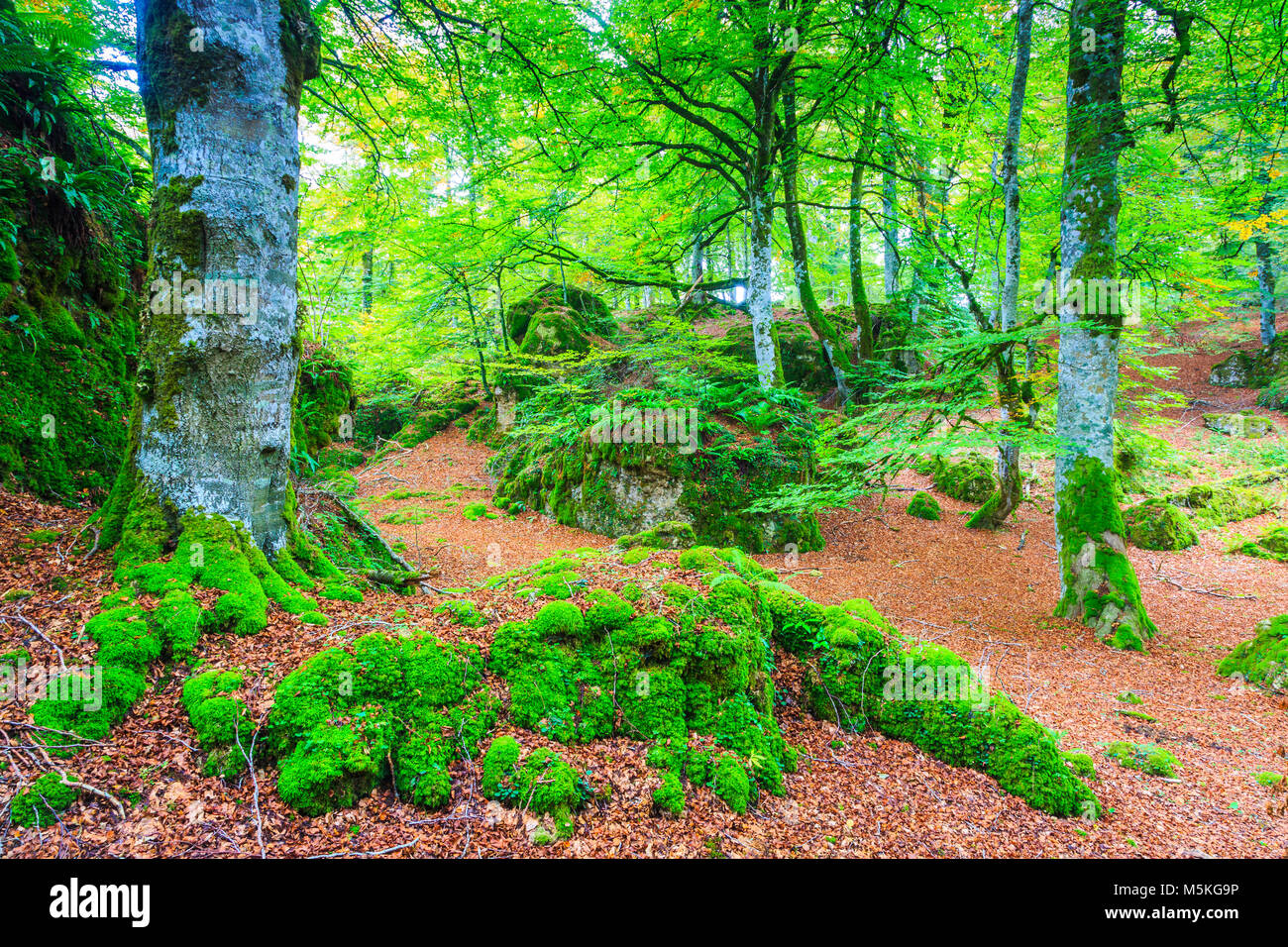 Zauberwald. Stockfoto