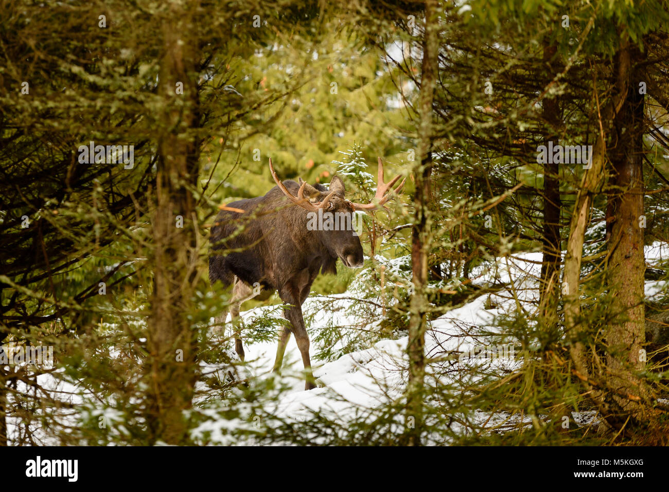 Elch (Alces alces) Stier walking im Nadelwald. Tier von dichter Vegetation umrahmt und durch eine Öffnung im Wald gesehen. Schnee auf dem Boden Stockfoto