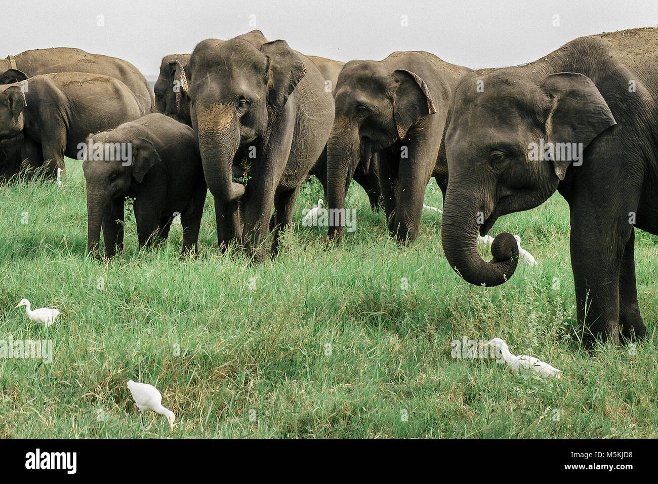 Wilde Elefanten sammeln in Minneriya National Park, Sri Lanka. Der Park ist gedacht, um fast 200 wilde Elefanten enthalten. Stockfoto