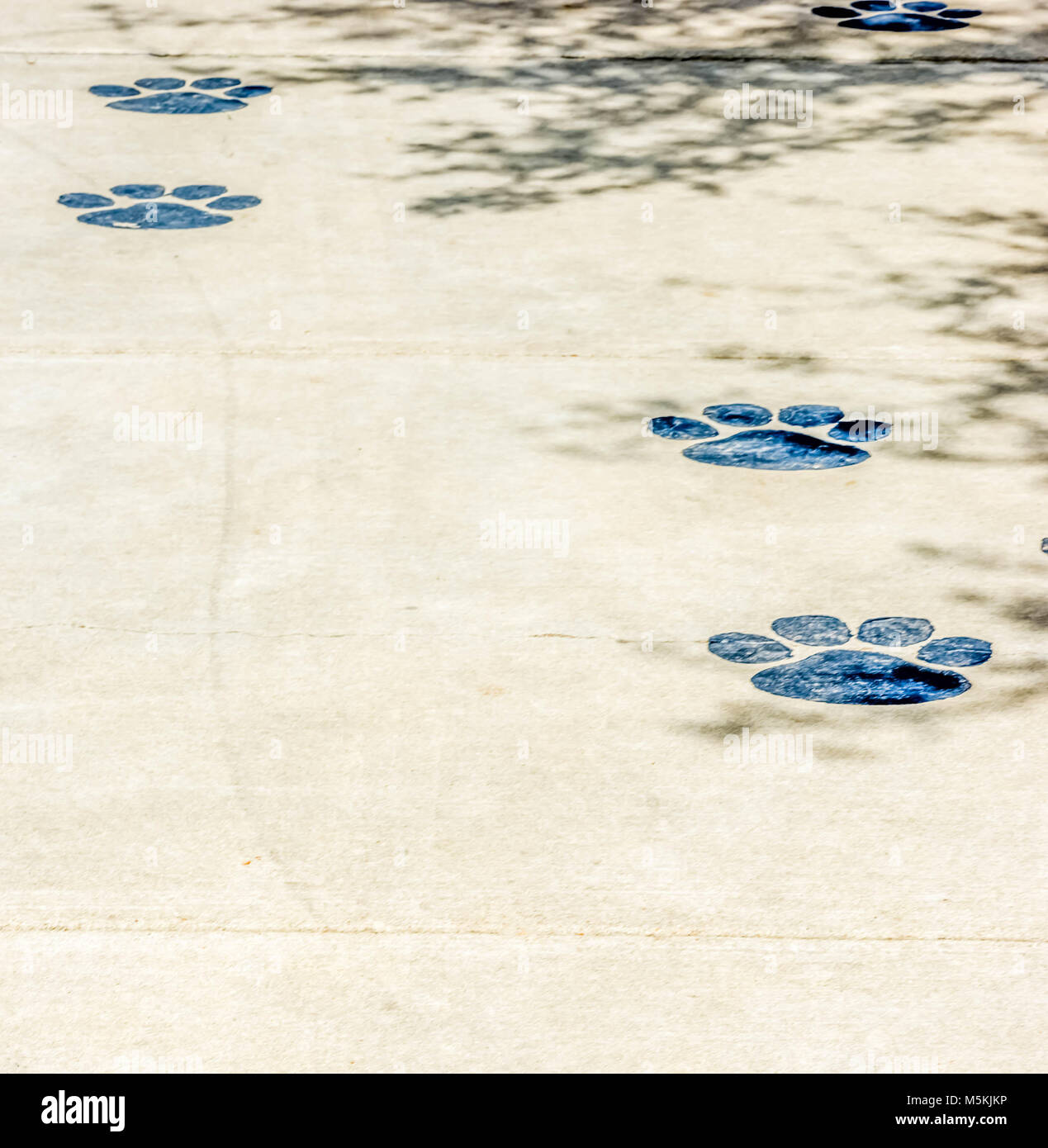 Ein Bürgersteig außerhalb ein Tierheim mit pfotenabdrücke. Stockfoto