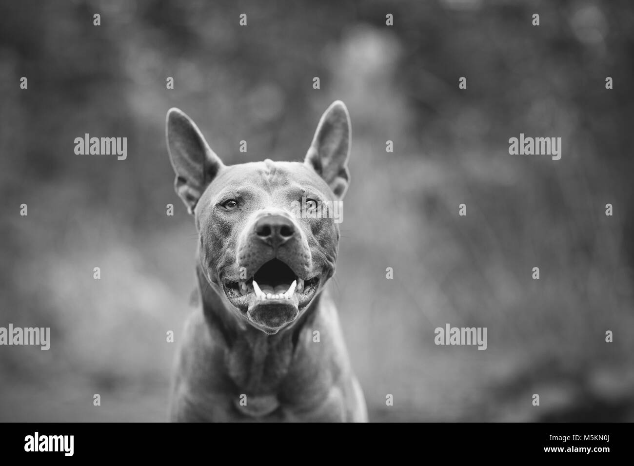 Thai Ridgeback Dog im Freien Stockfoto