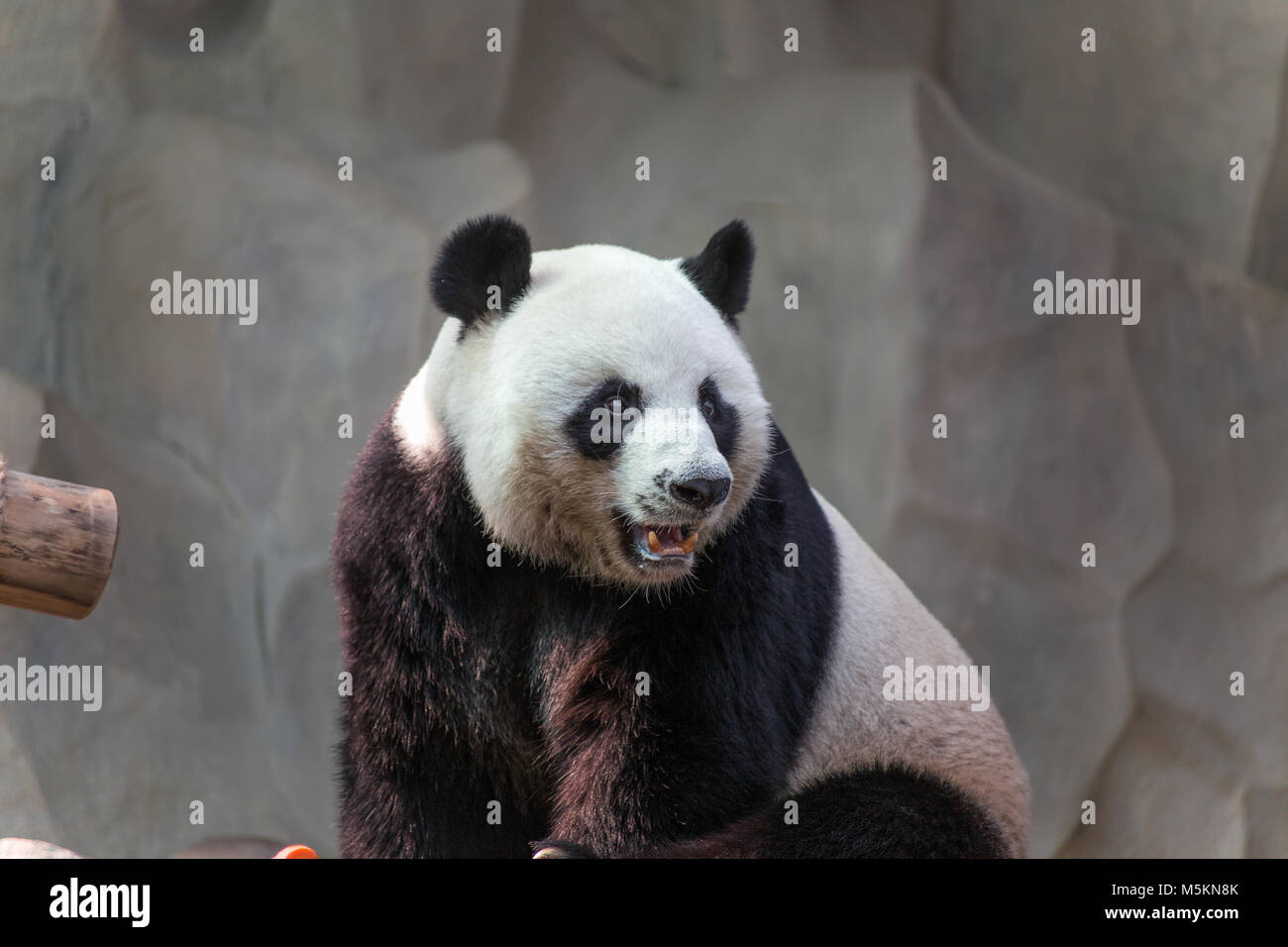 CHIANG MAI, THAILAND, Februar, 19, 2017 - Große Panda in Chiang Mai Zoo, Thailand Stockfoto