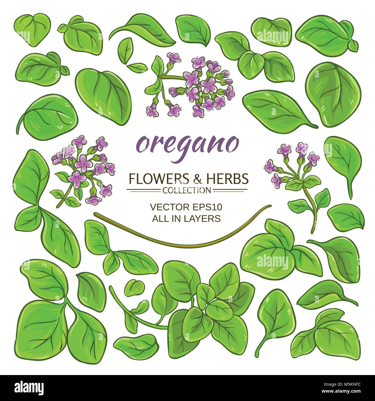 Oregano Werk Elemente auf weißem Hintergrund Stock Vektor