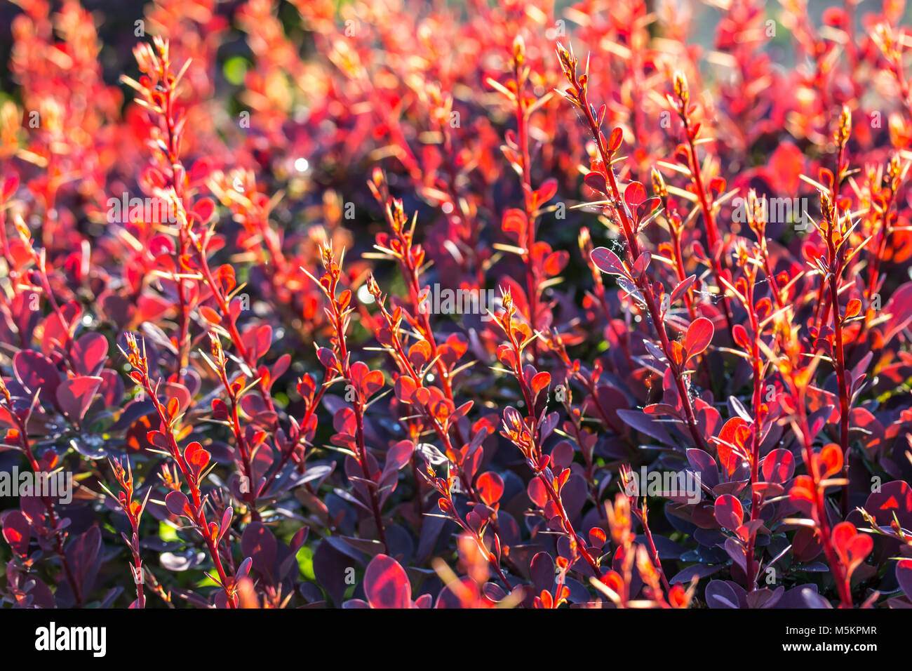 Berberitze Bush, Bunte, mit Blumenmustern roter Hintergrund Stockfoto