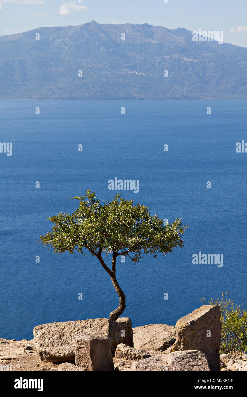 Single Tree gegen die Ägäis in den Ruinen der antiken Stadt Assos, mit der griechischen Insel Lesbos in den Hintergrund, die Türkei. Stockfoto