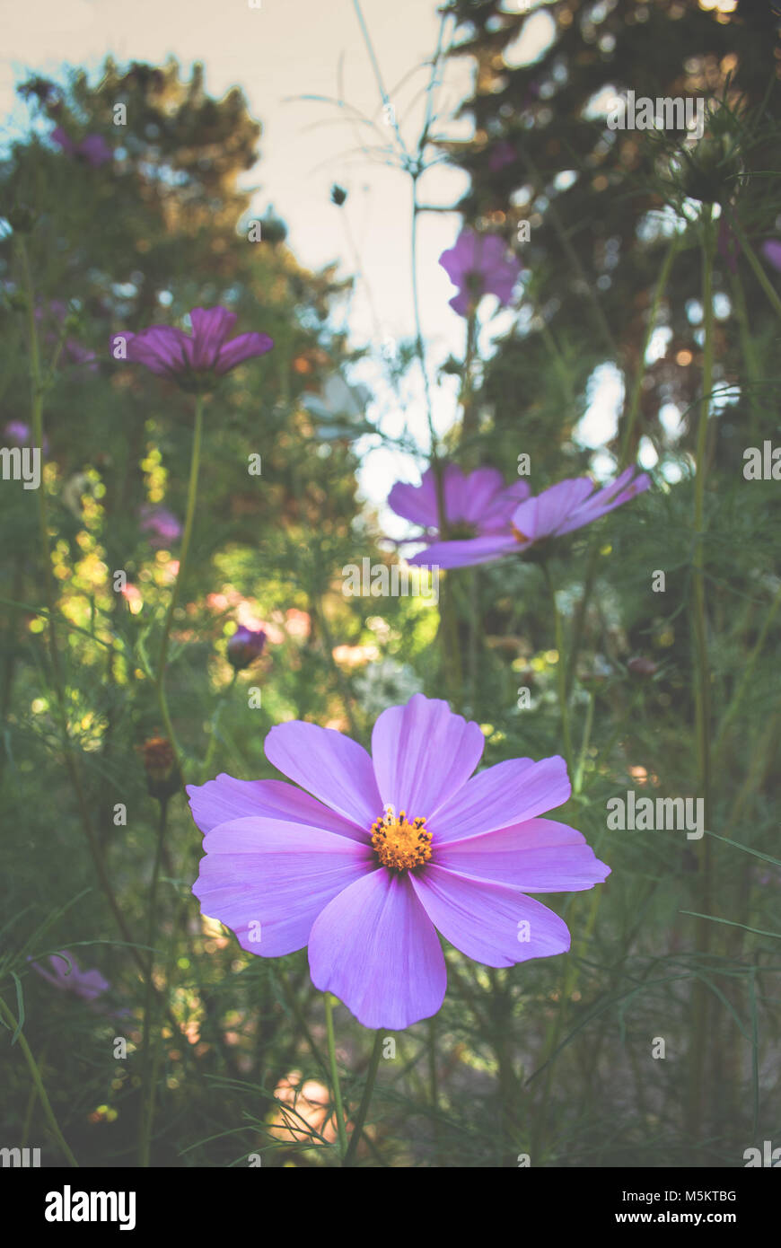 Vintage Bild von Garten Blumen mit grobkörnigen Textur und matter Oberfläche. Hintergrund. Stockfoto