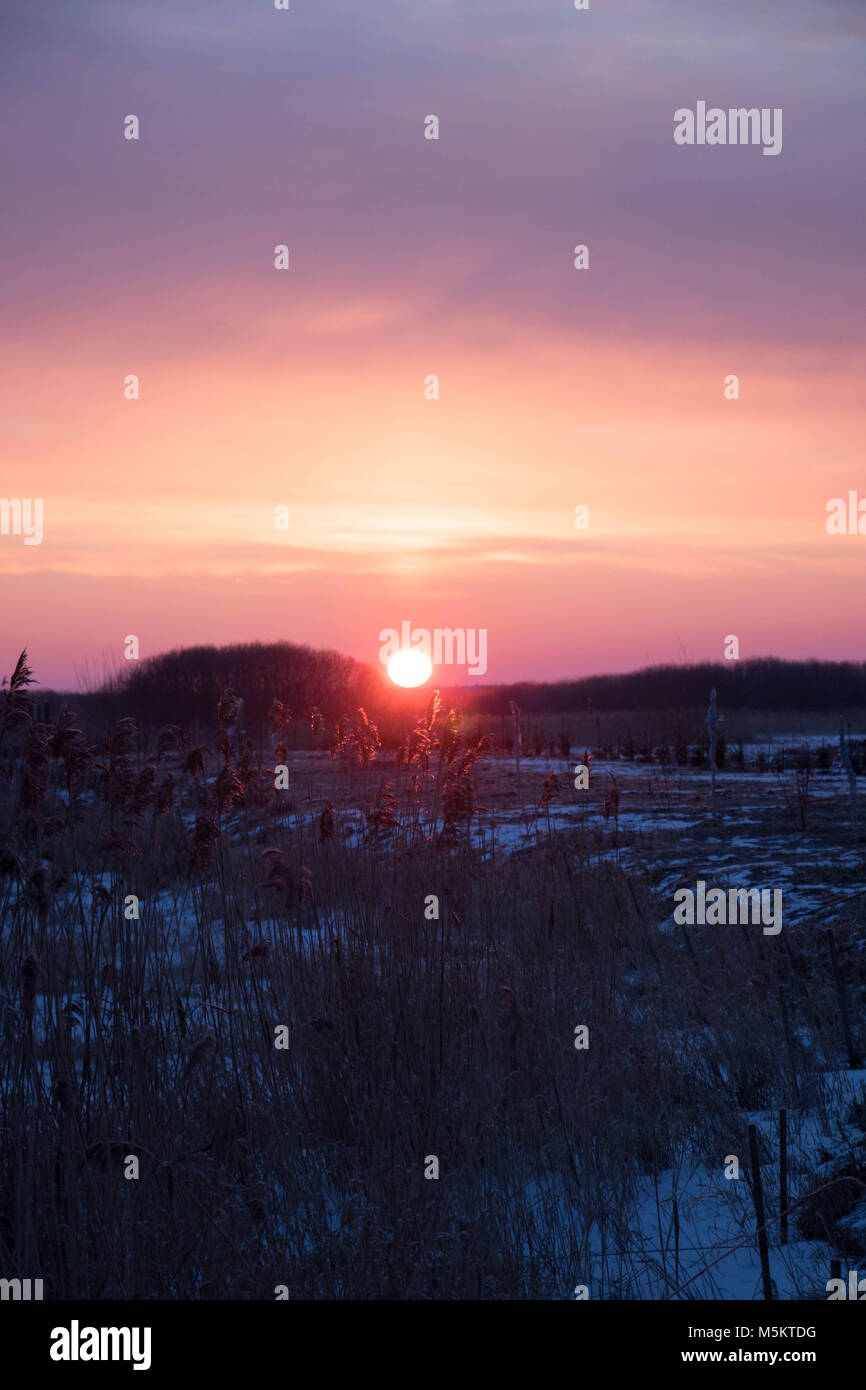 Farbige sunrise gegen gefrorene Feld mit schneebedeckten Schilf Stockfoto