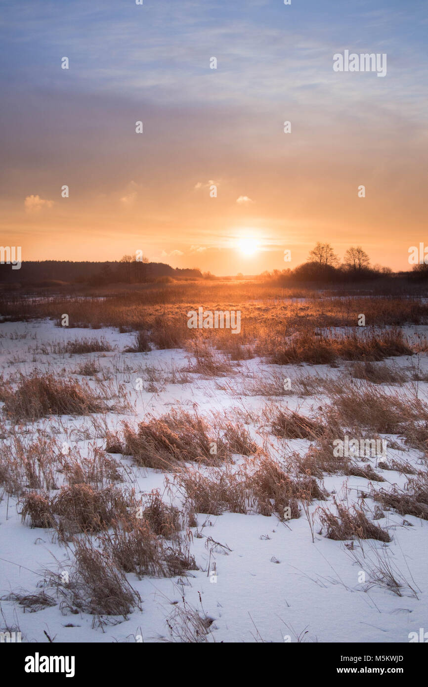 Farbige sunrise gegen gefrorene Feld mit schneebedeckten Schilf Stockfoto
