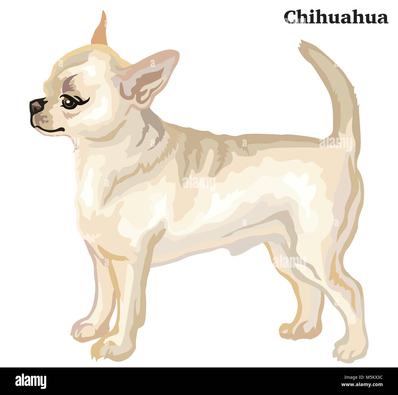 Portrait von ständigen im Profil Hund kurze Haare Chihuahua, Vektor bunte Abbildung auf weißem Hintergrund Stock Vektor