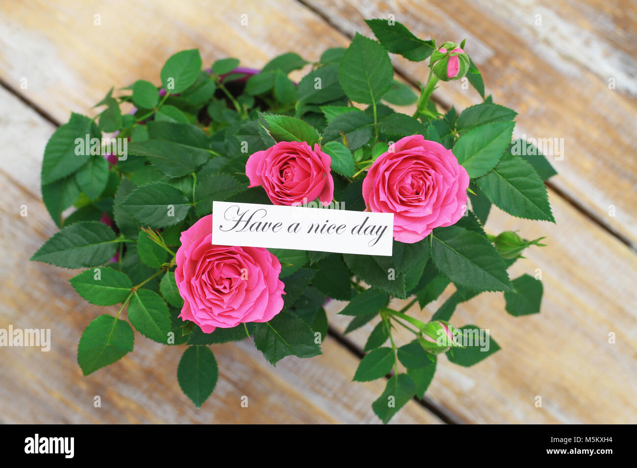 Einen schönen Tag noch Karte mit rosa Wildrosen auf Holz- Oberfläche Stockfoto