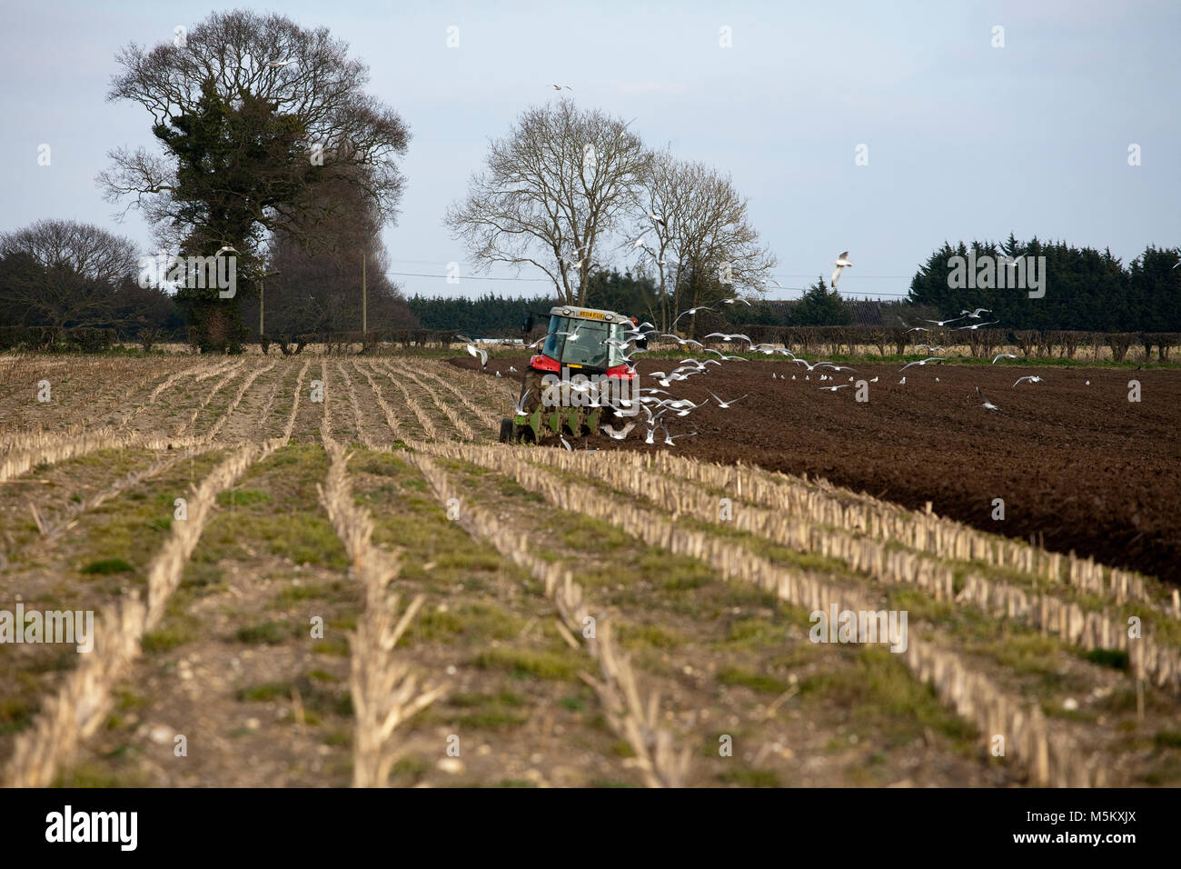 Felder pflügen Suffolk Stockfoto