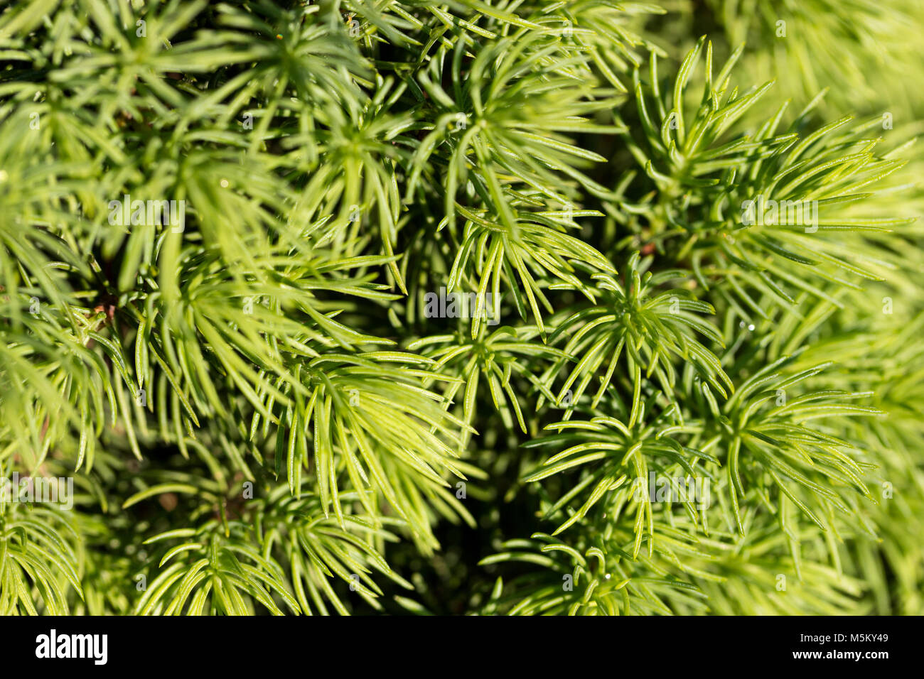 Fir Tree Branch Textur Stockfoto