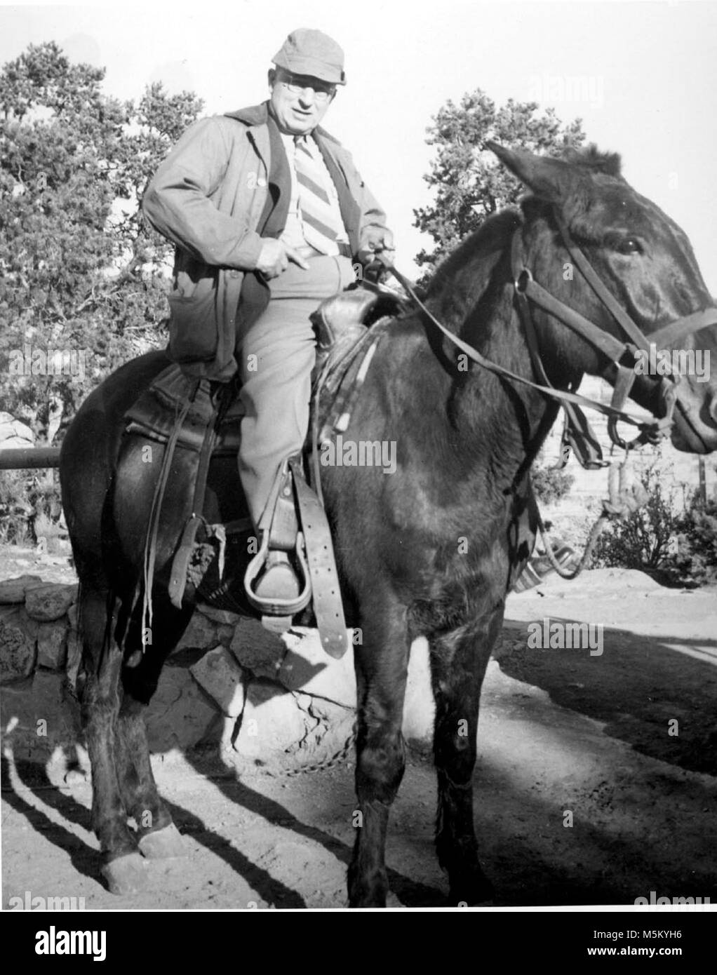 Grand Canyon historischen Bright Angel Trail OK Kongreßabgeordneten. Kongressabgeordnete SCHWABE von Oklahoma auf einem MAULTIER IN DER HÜRDE AN DER LEITER DER Bright Angel Trail. Stockfoto